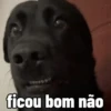 Cachorros debochados 8