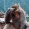 एनिमेटेड नन्हे बंदर 🐵 7