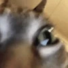 Gato Curioso