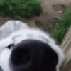 GIFs de Cachorros Reações 3 🐶 10