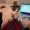Gatos  10