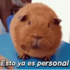 Hámsters divertidos!🐹 10