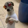 Perritos con actitud 2 📲🐕 8