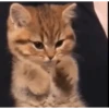 🌈🐈‍⬛✨️Gatos Funny Mood✨️🐈‍⬛🌈 18