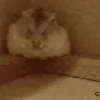 Hamster gifs baixa qualidade  12