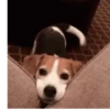Cachorro meme 12