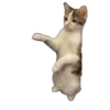 😁 Dancing Memes 19