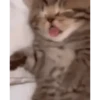 CAT 🩷 20