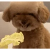 DogsFOFOS 23