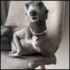 🐾⋆Perros|Dogs|Perritos🐾° 3