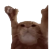 Gatinhos 🐾🐾🐾🐾🐾🐾 25