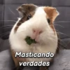 Hámsters divertidos!🐹 14