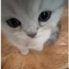 Gatitos pa tu Chat 2😹😻 8