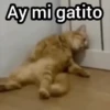 Ay mi gatito