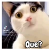 ل TikTok @cute_animalsb Que?