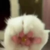 Gatos 2 16
