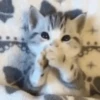 🌈🐈‍⬛✨️Gatos Funny Mood✨️🐈‍⬛🌈 6
