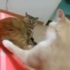 Peleas 14
