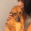 Cachorro Abraçado