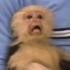 Punch monkey mono macaco 13
