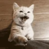 Reações | reactions 🐶🐈 13