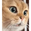 Gatos FoFoS 17