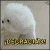 🐾⋆Perros|Dogs|Perritos🐾° 12