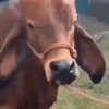 Vaca bailando 🐮 10