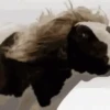 Vaca bailando 🐮 8