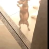 CATIORO 9