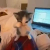 Kicau Mania / Scuba Cat 😸 10