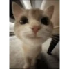 Historias Gatunas Gatos 19