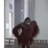 Macaco | Reações  2