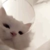 🌈🐈‍⬛✨️Gatos Funny Mood✨️🐈‍⬛🌈 13