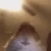 Hamster gifs baixa qualidade  18