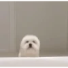 DogsFOFOS 16
