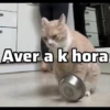 🐱 Gatitos 🐱💛 15