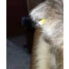 Monky amigos oficial 🐵 23
