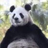 Pandaa 🐼 12