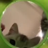 Gatitos. | @ocenferios  Haki. 5