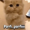 Michis Crazy 🐱🐈‍⬛ 10