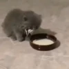Ay mi gatito miau 😺Don Ramón🗣️ 16