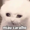miau caralho