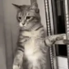 🐈‍⬛🐱🧶 GATOS | CATS 4 🧶🐱🐈‍⬛ 7
