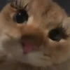 🎵 TIKTOKeando 36🎵 30