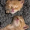 Gatitos pa tu Chat 2😹😻 11