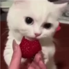 🌈🐈‍⬛✨️Gatos Funny Mood✨️🐈‍⬛🌈 9