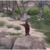 Macaco | Reações  4