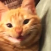 Gato Laranja Feliz