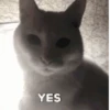 Agreeing Cat